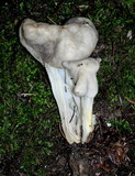 Helvella maculata image