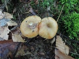 Russula pectinatoides image