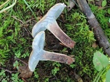 Caloboletus inedulis image
