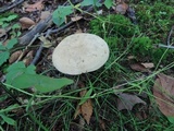Caloboletus inedulis image