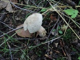 Caloboletus inedulis image