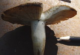 Russula illota image