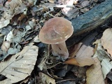Tylopilus badiceps image