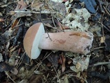 Tylopilus badiceps image