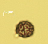 Russula illota image