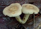 Lactarius subplinthogalus image