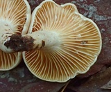 Lactarius subplinthogalus image