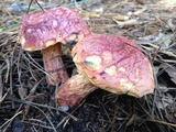 Butyriboletus floridanus image