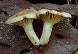 Lactarius subplinthogalus image