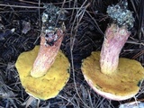 Butyriboletus floridanus image