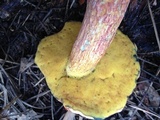 Butyriboletus floridanus image