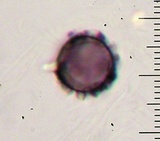 Lactarius subplinthogalus image