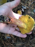 Butyriboletus floridanus image