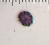 Lactarius subplinthogalus image
