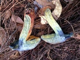 Butyriboletus floridanus image
