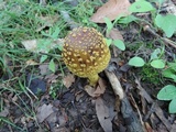 Amanita flavorubens image