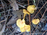 Cantharellus tabernensis image