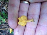 Cantharellus tabernensis image