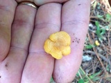 Cantharellus tabernensis image