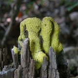 Fuligo septica image