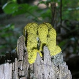 Fuligo septica image