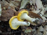 Cantharellus phasmatis image