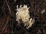 Clavulina coralloides image