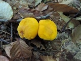 Cantharellus phasmatis image