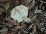 Russula grata image