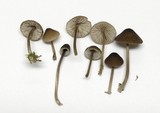 Mycena abramsii image