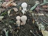 Hypomyces hyalinus image