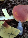 Boletus pallidoroseus image