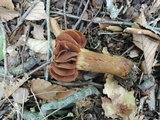 Cortinarius distans image