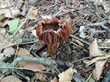 Cortinarius distans image