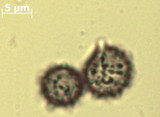 Russula foetens image