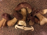 Tylopilus rubrobrunneus image
