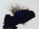 Glyphium elatum image