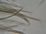 Glyphium elatum image
