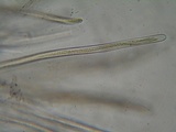 Glyphium elatum image