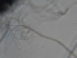 Glyphium elatum image