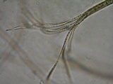 Glyphium elatum image