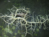 Usnea fragilescens image