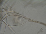 Glyphium elatum image