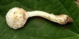 Amanita canescens image