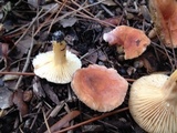 Lactarius hygrophoroides image