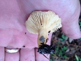 Lactarius hygrophoroides image