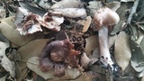 Inocybe adaequata image