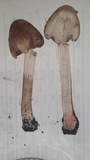 Inocybe adaequata image