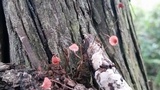 Marasmius pulcherripes image