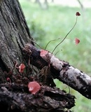 Marasmius pulcherripes image